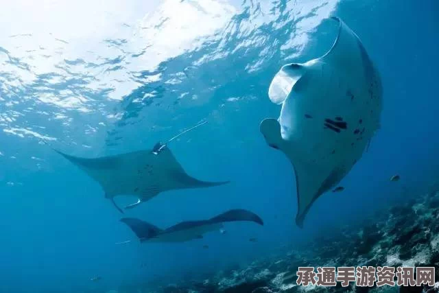 深海喂养，特色内容与技巧方法详解