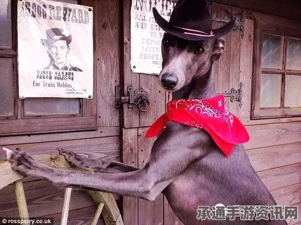 职业模特狗狗COS英国女王，时尚与智慧的完美结合