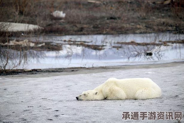 俄罗斯厨师涉嫌喂食北极熊炸药致其死亡，案件揭示动物保护重要性和应对之道