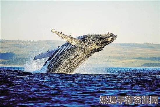 南非开普敦海滩巨型座头鲸尸体惊现，死因待查——海洋生态的严峻警示（附图片）