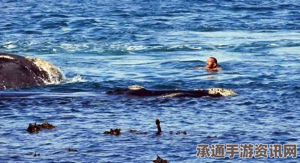 南非开普敦海滩发现巨型座头鲸尸体，死因待查，海洋生态的警示（图）