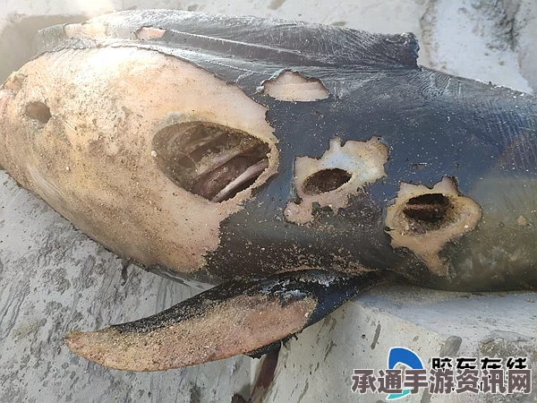 泰国怪鱼残躯生存现象揭秘，探寻生存极限与动物保护之道