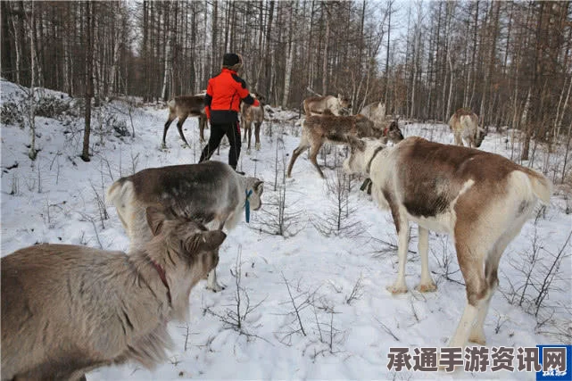 俄军厨师被曝虐杀北极熊引发争议，揭示极端环境下的生存技巧与道德挑战