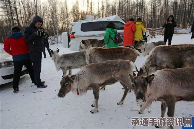 俄军厨师北极熊虐杀事件引发争议，生存技巧与道德挑战并存于极端环境之下