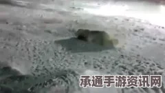 俄军厨师被曝虐杀北极熊引发争议，揭示极端环境下的生存技巧与道德挑战