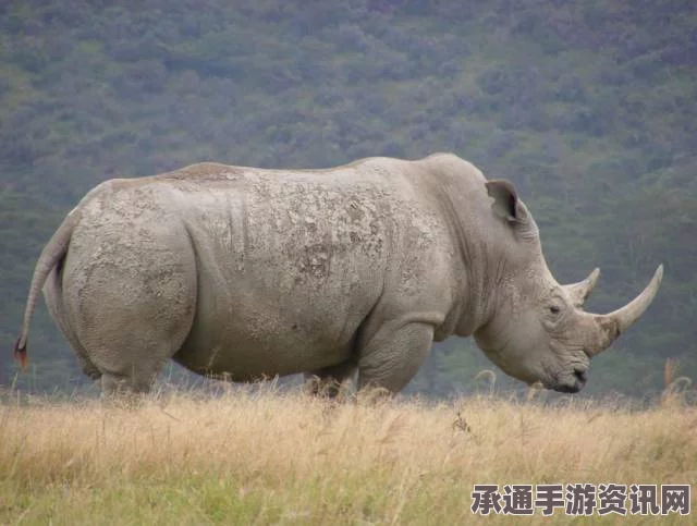 美国加强非洲狮保护，列入濒危名单与遏止猎杀行为的战略探讨