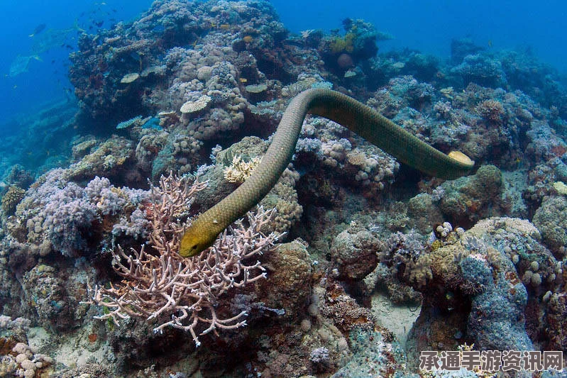 澳大利亚西海岸珍稀海蛇重现之谜，灭绝后意外发现与科学家揭秘（附图）