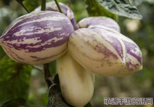 黑神话，悟空之老人参精的技巧解析