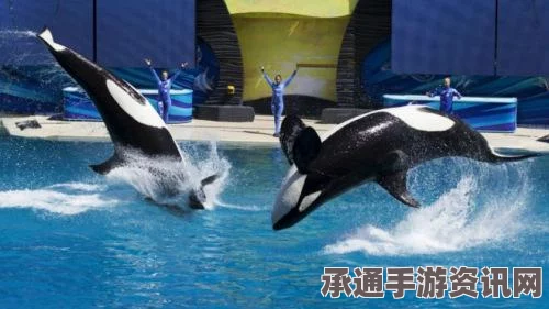 美国海洋公园杀人鲸死亡事件揭秘，探寻悲剧背后的故事与应对策略