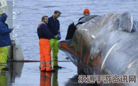 美国海洋公园杀人鲸死亡事件，探寻背后的故事与应对之道