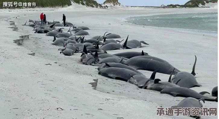 美国海洋公园杀人鲸死亡事件，探寻背后的故事与应对之道