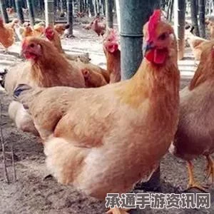 墨西哥英雄大混战2，母鸡对话成就解锁技巧与实用攻略全解析