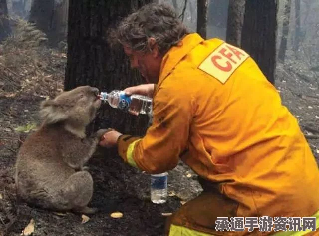 澳大利亚南部极端热浪考验考拉生存——保护与挑战迫在眉睫