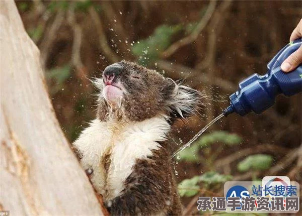 澳大利亚南部数州遭遇极端热浪，考拉面临生死危机—热浪下的保护与挑战