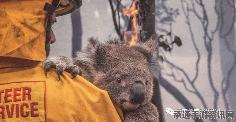 澳大利亚南部数州遭遇极端热浪，考拉面临生死危机—热浪下的保护与挑战