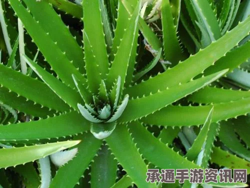 七日杀芦荟霜制作全攻略，方法与技巧详解