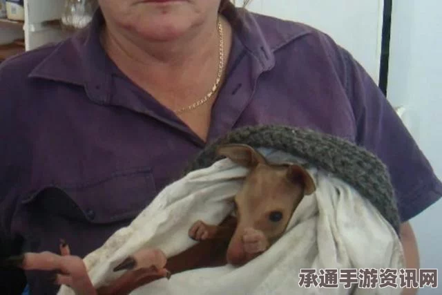 中国女子因遭抛弃赴澳洲杀害情人妻子被判终身监禁，案件解析与反思