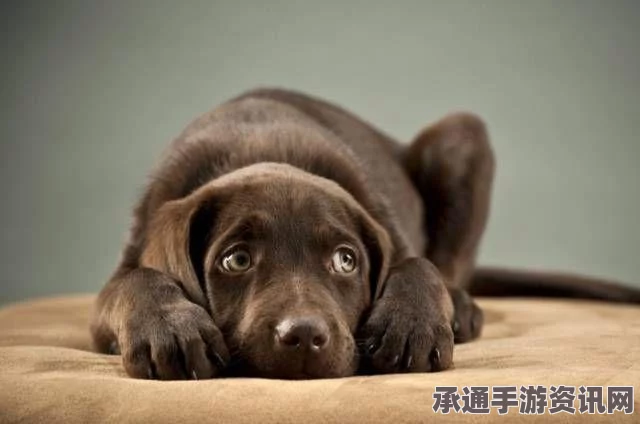 悉尼华裔学生虐狗事件，法律制裁与道德反思—技巧方法与深度解读