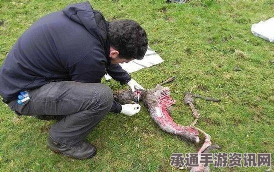阴阳师手游，探寻黑豹的踪迹与攻略技巧一览