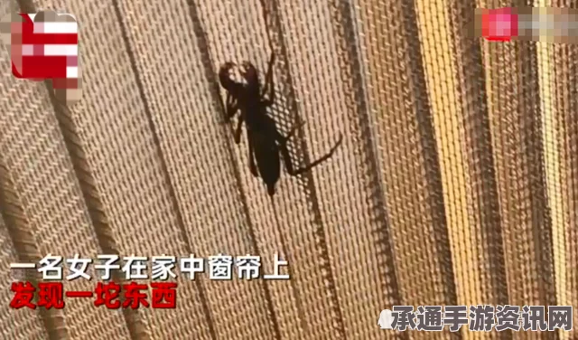 新西兰女子因家中蟑螂泛滥被指未尽母亲职责，如何应对家庭虫害挑战？