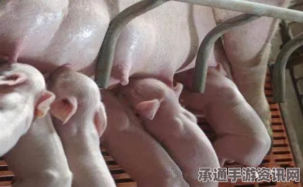 新西兰小猪因性欲过强接受整容手术，动物福利与手术技巧引发深度探讨