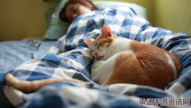 猫咪收藏家攻略，完成攻略与技巧解析，成为少数幸运儿！