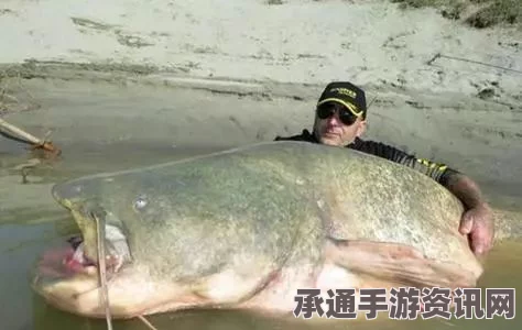 意大利渔民钓获巨型鲶鱼，技巧揭秘与心得分享