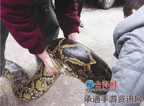 男子养巨蟒遭遇反伤，农夫与蛇故事中的反思与技巧解析