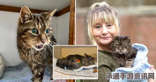 日本猫咪灾后重逢主人，四年半温情瞬间再现（感人图片附后）
