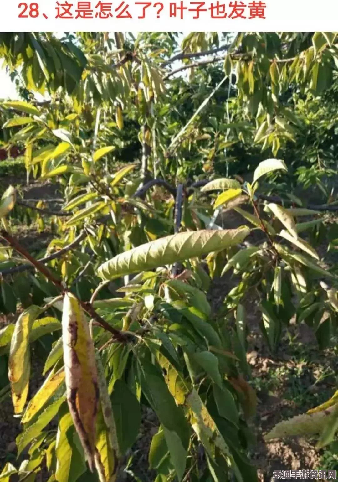 暗黑破坏神4，元素之威能深度解析与实战技巧分享