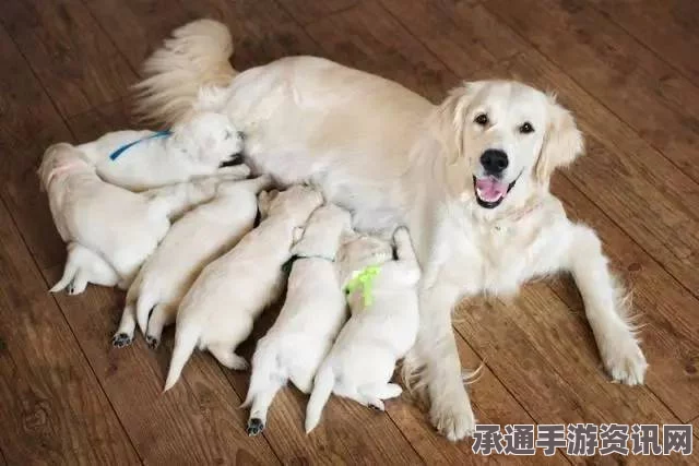 全球首批试管狗宝宝诞生，科技育种的新里程碑，七仔独特个性深度解析（图文详解）