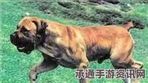 揭秘时代风云人物默克尔的独特世界，足球热爱与犬类恐惧的碰撞