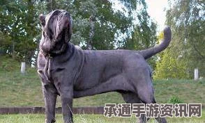 揭秘时代风云人物，默克尔的独特世界—足球热爱者，犬类恐惧者