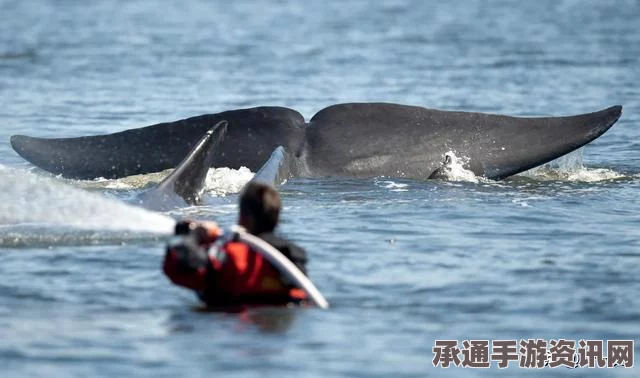 澳大利亚拟对日本捕鲸采取法律手段，联合抗议活动中的策略与技巧探讨