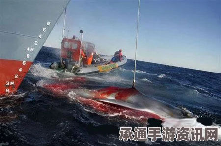 澳大利亚拟对日本捕鲸采取法律手段，联合抗议活动中的策略与技巧探讨