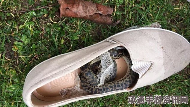 澳大利亚的独特遭遇，少女跑步意外踩死毒蛇，虎蛇藏身鞋内（附应对技巧与问答）