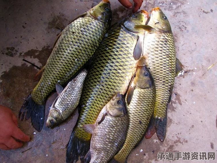 牧野之歌下的美食之旅，焗臭鳜鱼的烹饪方法与技巧全解析