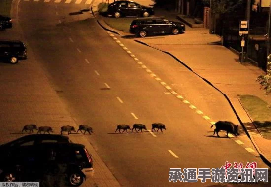 印度客机紧急降落遭遇野猪突袭，飞行员高超技术拯救机上乘客安全