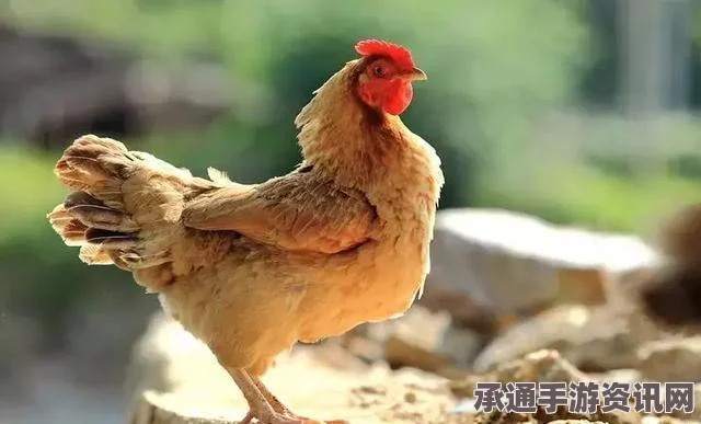 英国母鸡产下罕见蛋中蛋，主人戏称迷你俄罗斯套娃，养禽观察趣事揭秘