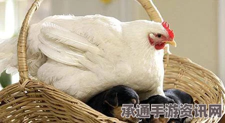 英国母鸡产下罕见蛋中蛋，主人戏称迷你俄罗斯套娃—揭秘养禽技巧与观察趣事