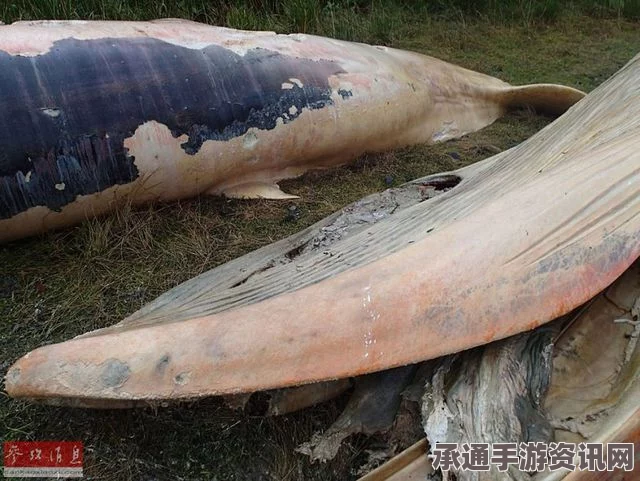 智利南部海湾沙滩鳁鲸大量死亡事件，原因解析与应对之策探讨