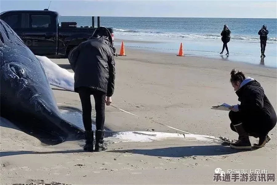 智利南部海湾沙滩惊现大量鳁鲸尸体，事件背后的原因及应对方法探讨