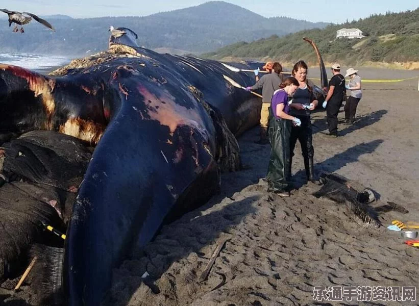 智利南部海湾沙滩惊现大量鳁鲸尸体，事件背后的原因及应对方法探讨