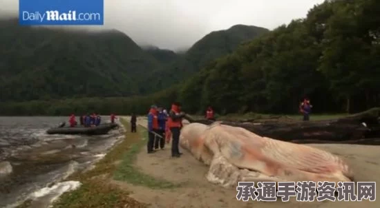 智利南部海湾鲸鱼大规模死亡事件，生态悲剧的反思与应对策略探讨