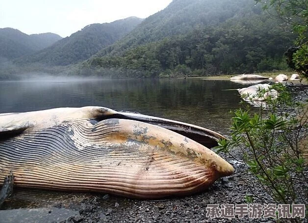智利南部海湾惊现大量鲸鱼尸体，生态悲剧背后的反思与应对技巧方法探讨