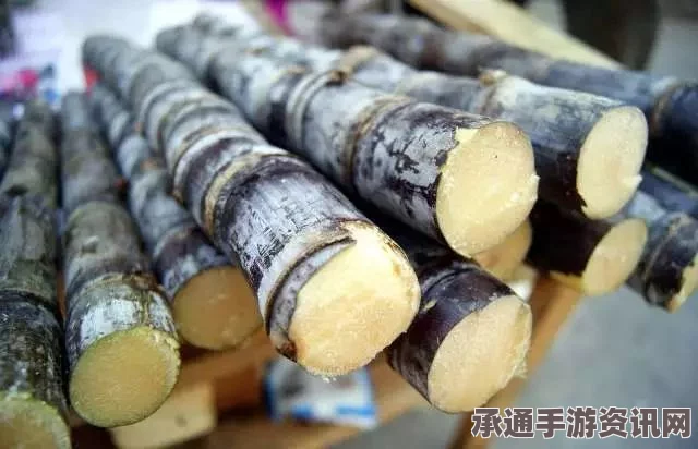 牧野之歌，甘蔗煲汤的秘诀大揭秘，美味佳肴轻松制作技巧