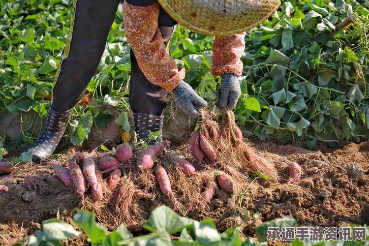 英国农民的红薯种植艺术，超越食用，欣赏自然之美