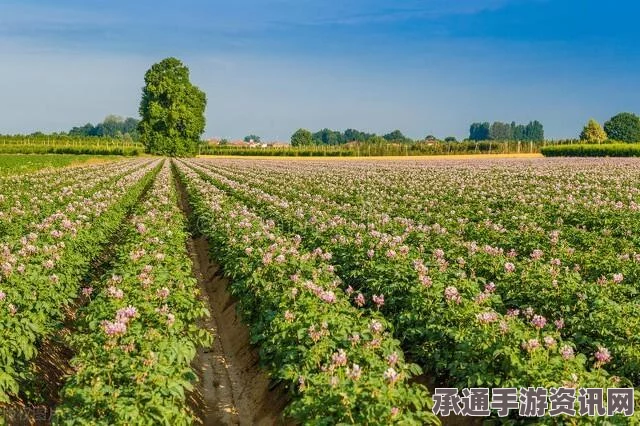英国农民的红薯种植艺术，超越食用，欣赏自然之美