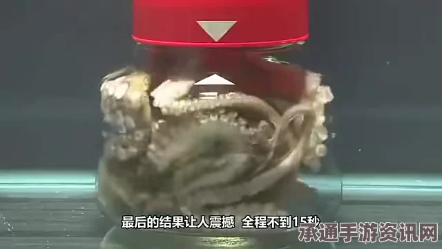 西班牙渔民揭秘巨型章鱼捕捉技巧与方法，意外捕获引发关注热议