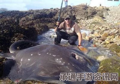 西班牙渔民意外捕获巨型章鱼，捕捉技巧与方法揭秘